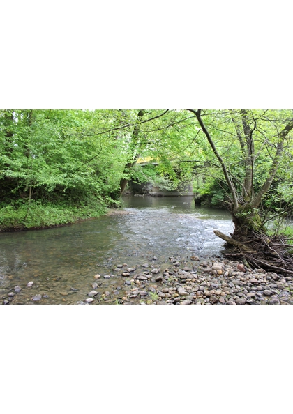2022 Altenach nature (3)